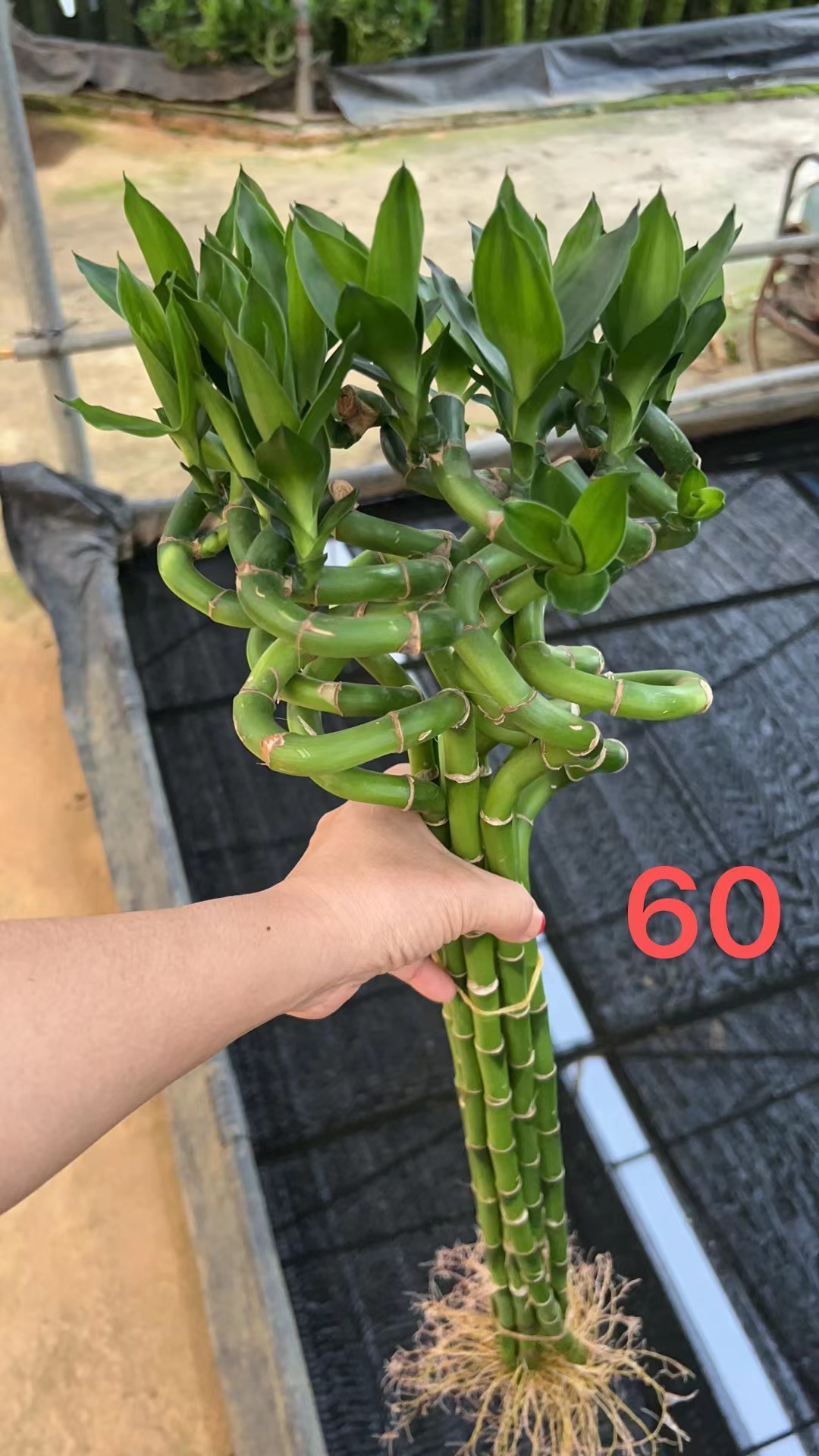 （转运竹）富贵竹  4月新货，目前短芽哦，欢迎关注咨询！