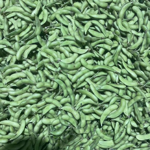 昌宁县2023年大理毛豆大量上市 每天价格不同