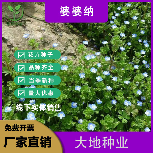灌云县婆婆纳种子，多年花花卉种子易种室内阳台绿化花卉种子批发
