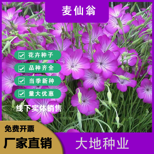 麦仙翁种子，耐旱花海景观花阳台庭院四季播种花卉种子，发芽率高