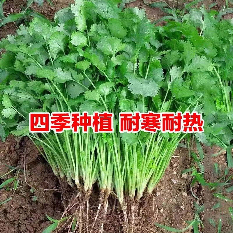 香菜籽大叶香菜种子大田种植老香菜香味浓配菜香菜种子