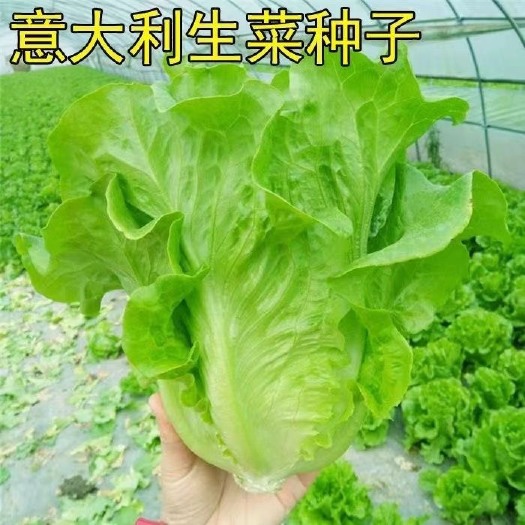 祁东县生菜种子意大利罗马生菜种籽四季种植蔬甜脆生菜蔬菜种籽子