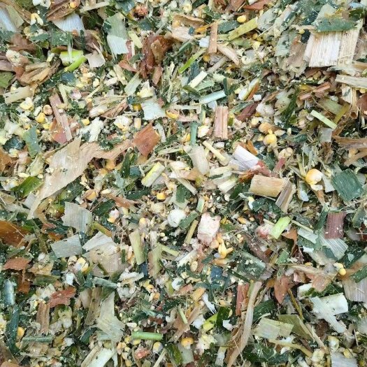 望都县全株青储，双三十标准.散装裹包均可