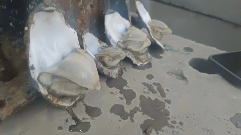 威海威海生蚝二倍体二倍体