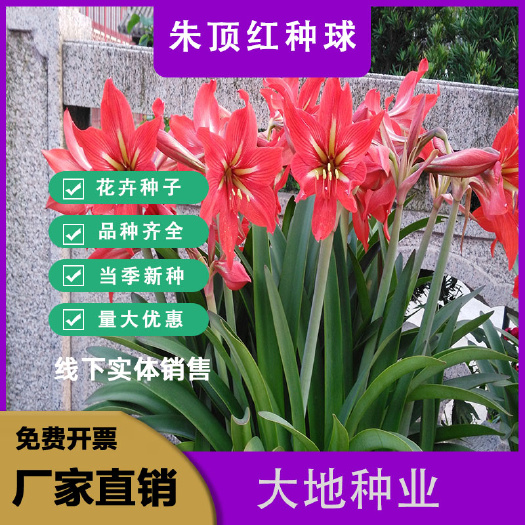 灌云县朱顶红种球好养耐寒花卉盆栽对对红百子莲华胄兰土朱顶红