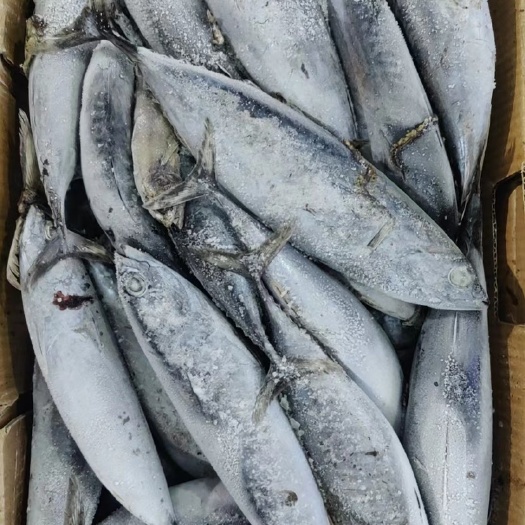 福州印度洋炮弹鱼100/300纸箱装新货