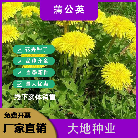 灌云县婆婆丁种子，蒲公英种子，公园小区道路绿化种子四季播种