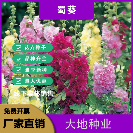 蜀葵花种子春秋四季易种开花多年生宿根花籽室外庭院花种子一丈红