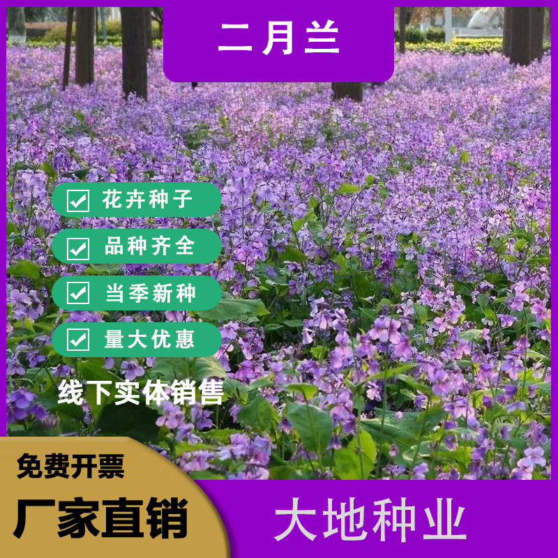 二月蘭種子，二月蘭花種子，盆栽花海景觀綠化花卉種子批發(fā)種子籽