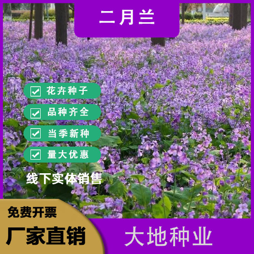 二月兰种子，二月兰花种子，盆栽花海景观绿化花卉种子批发种子籽