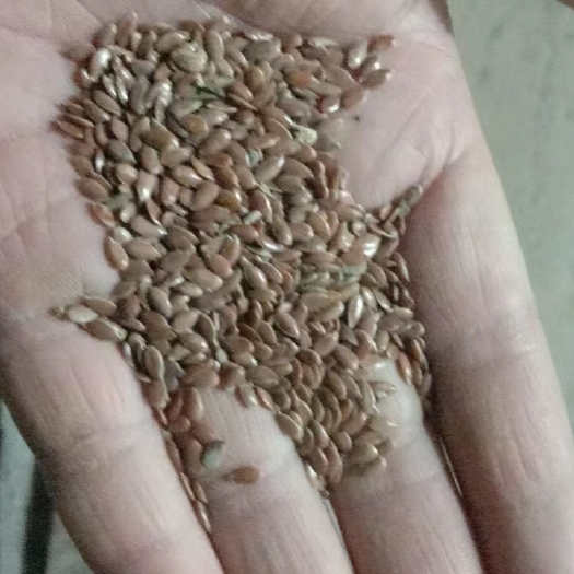 南皮县胡麻