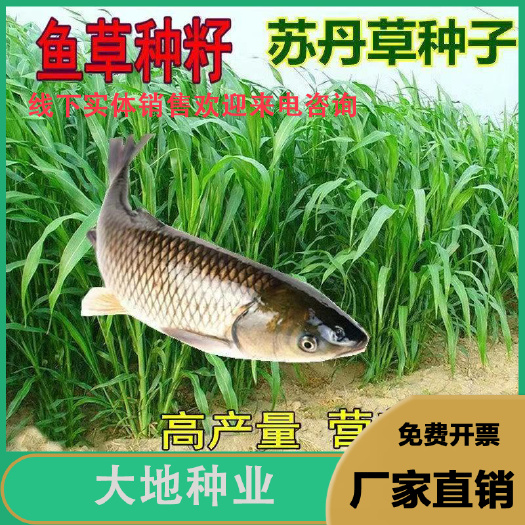 牧草苏丹草种籽鱼草种子喂鱼猪牛羊鸡鸭鹅四季草籽批发