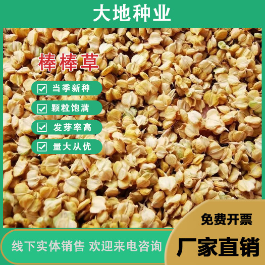 棒棒草种子耐低温抗寒小龙虾养殖水草挺水苦梗草种籽水粺籽菵草