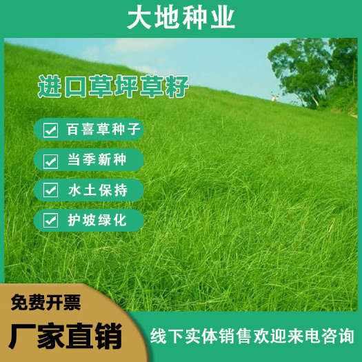 百喜草种子，道路护坡固土保持，公路提坝绿化工程草坪种子批发