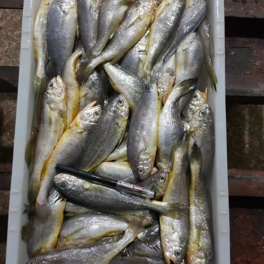 小黄鱼全规格