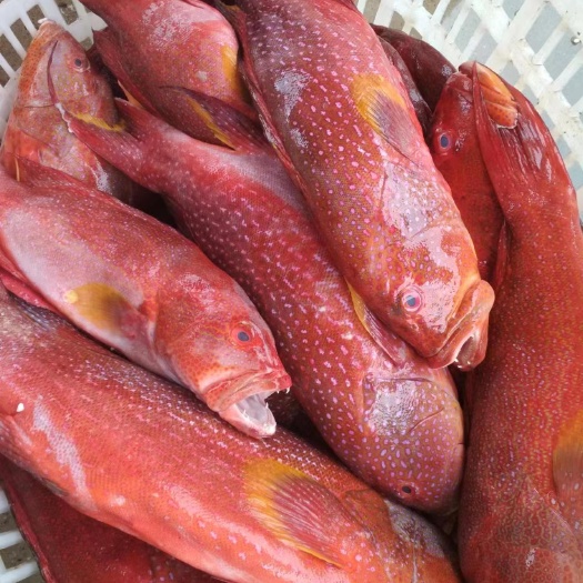 东兴市速冻海鱼，可做饲料蛋白