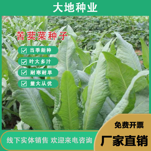 灌云县苦荬菜种子 多年生牧草 猪牛羊鸡鸭鹅苦麻菜苦麦菜苦买菜苦卖菜