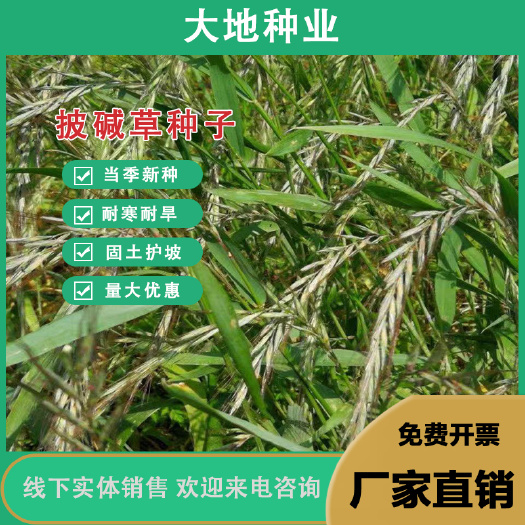 披碱草种子披碱草老芒麦抗风沙耐旱耐盐碱耐寒多年生四季牧草种子