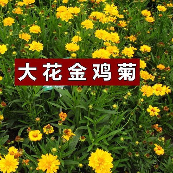 混色金鸡菊种子多年生宿根大花金鸡菊花籽四季易活景