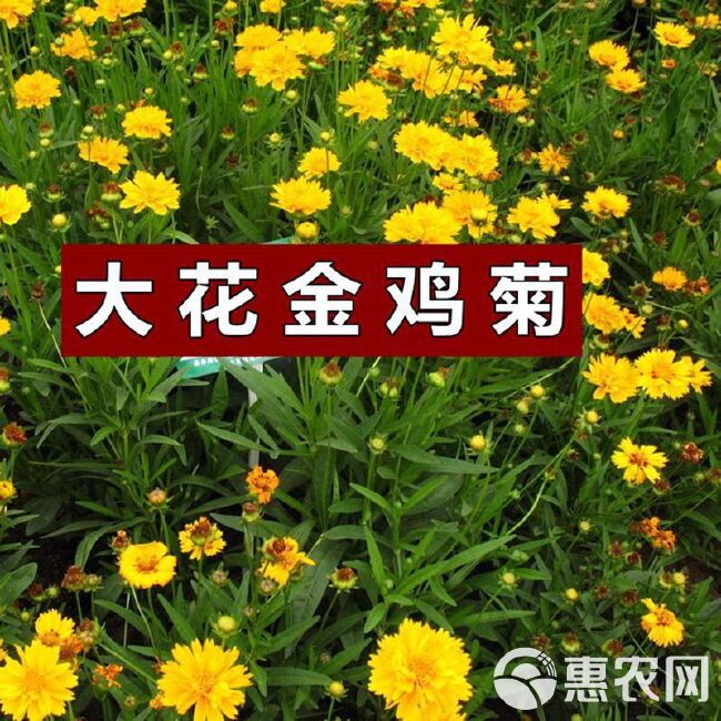 混色金鸡菊种子多年生宿根大花金鸡菊花籽四季易活景