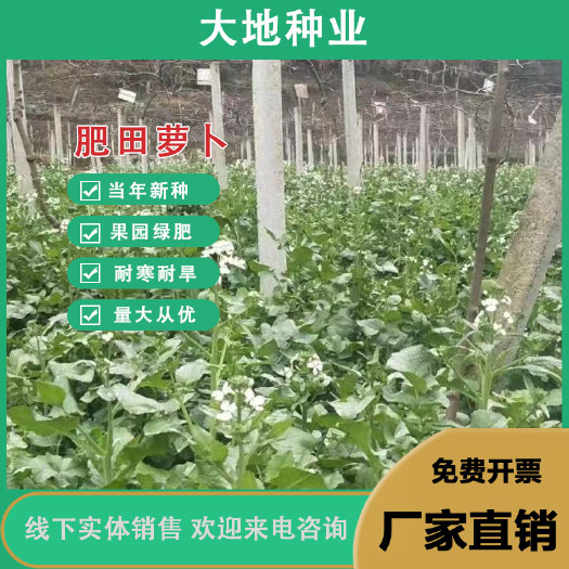 新品肥田萝卜种子肥田萝卜种籽绿肥种子蚕豆紫云英种子三叶草种子