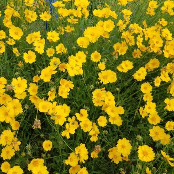 混色金鸡菊种子多年生宿根大花金鸡菊花籽四季易活景