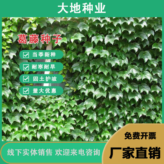 葛藤种子葛根爬山虎牵牛花油麻藤山边坡矿区绿化护坡爬藤植物种籽