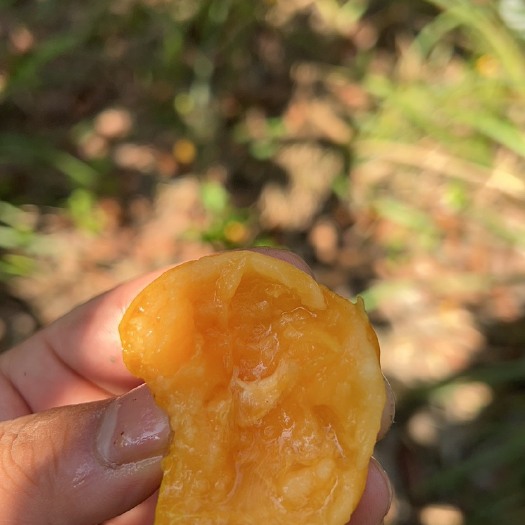 重庆市自己家土生土长的枇杷，天然，无施肥，没打药