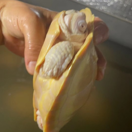 南宁深水观赏红眼白化巴西苗，观赏