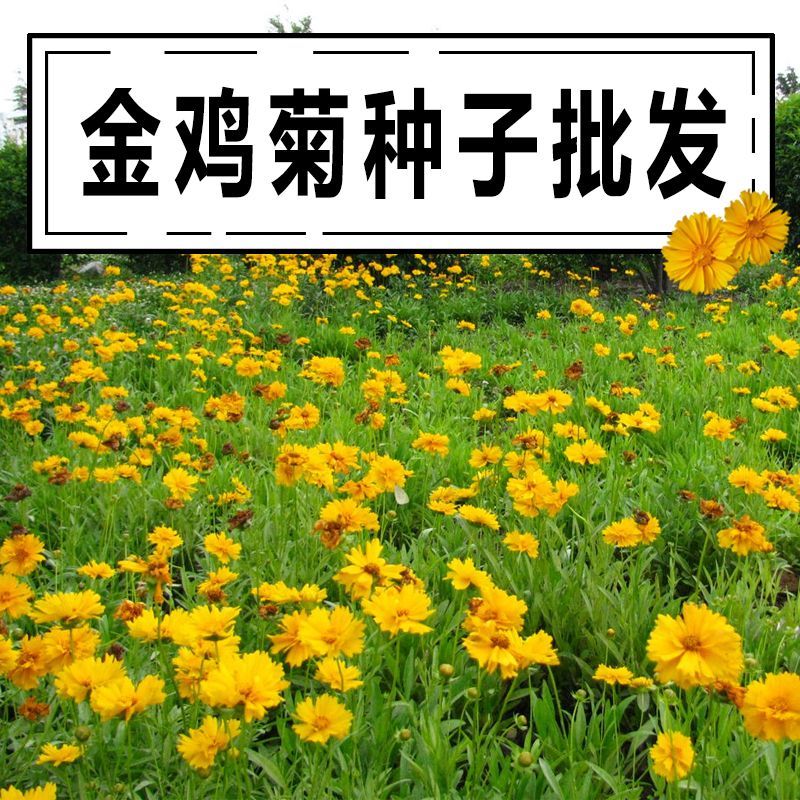 沭阳县混色金鸡菊种子多年生宿根大花金鸡菊花籽四季易活景