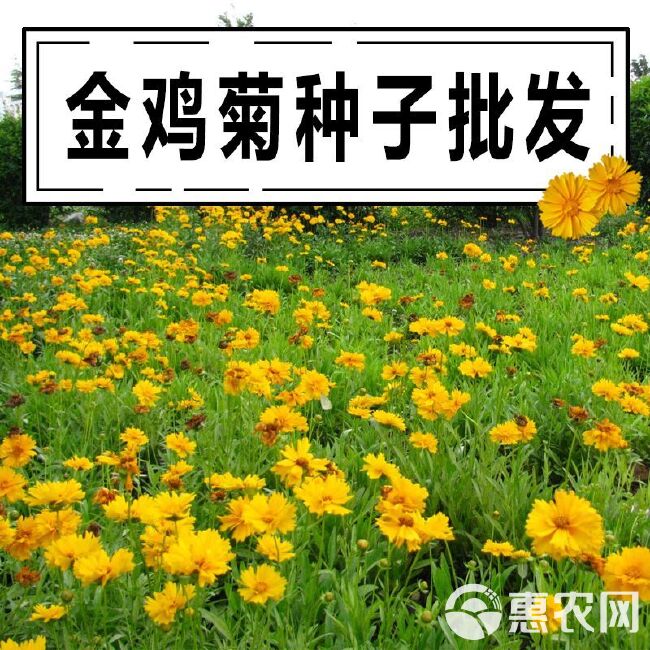 混色金鸡菊种子多年生宿根大花金鸡菊花籽四季易活景