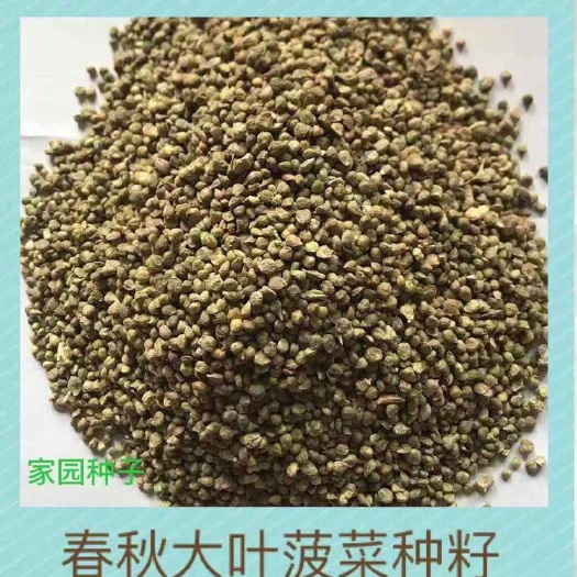 大叶菠菜种子圆叶菠菜种子秋季种植青菜蔬菜菠菜种子籽