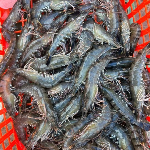 上海性价比草虾黑虎虾价格实惠自助餐 电商合适