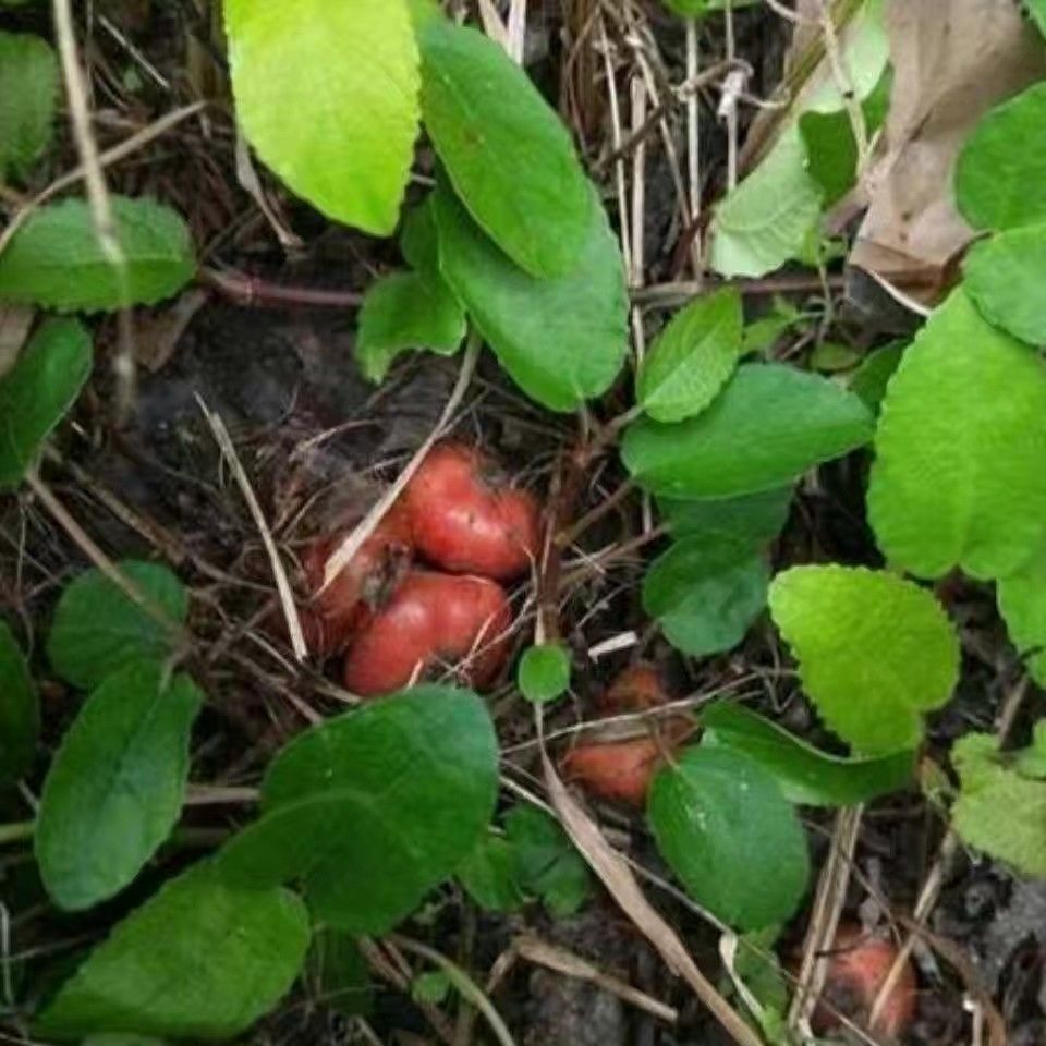 贵州地瓜藤地石榴藤枇杷藤