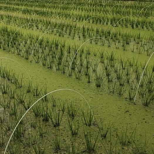 荸荠种苗 荔浦马蹄 桂蹄二三号马蹄组培苗一、二代 优质高产