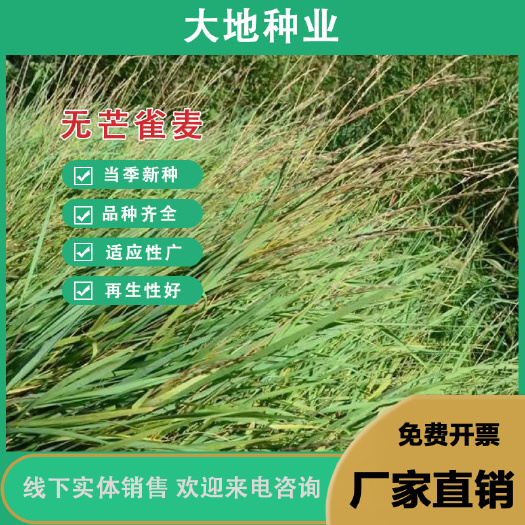 无芒雀麦种子多年生耐寒草四季青畜禽牧草籽猪牛羊驴鸡鹅兔鱼