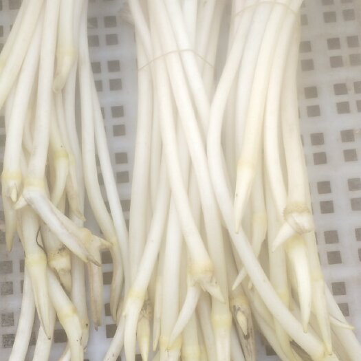 沅江市大量藕尖上市，舌尖上的美食