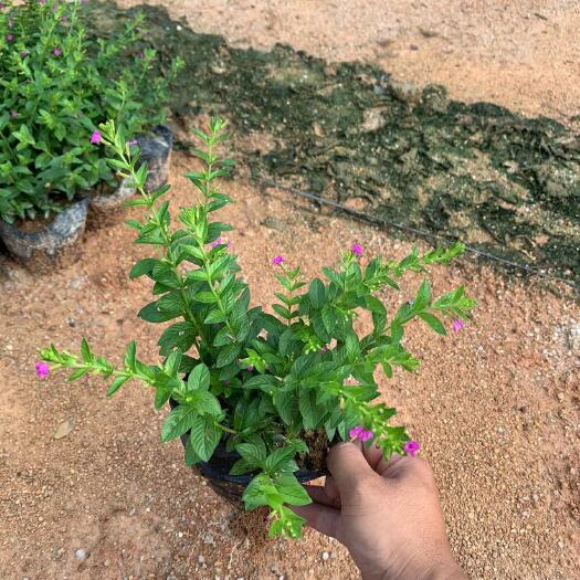揭阳满天星切花