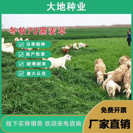 灌云县冬牧70黑麦草种子耐寒四季猪马牛羊兔鸭鹅鱼家禽养殖牧草种