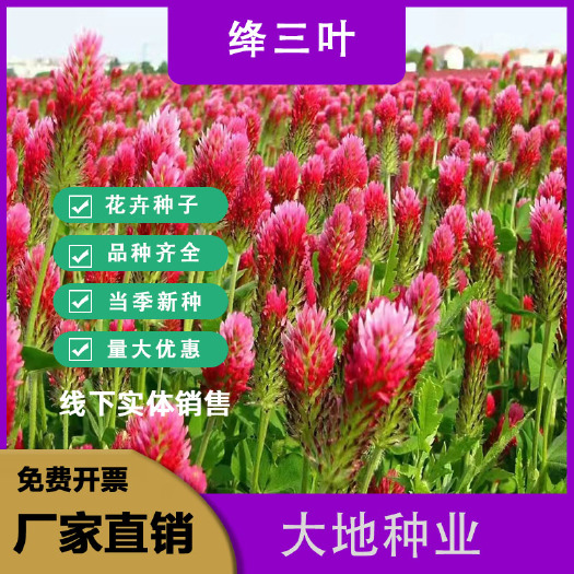 灌云县绛三叶种子果园绿肥种子地中海三叶草果园花卉蜜源鸡鸭牛羊鱼牧草