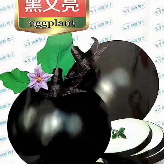 黑宝圆茄，直根苗，嫁接苗。黑油亮，抗病毒，产量高，耐运输