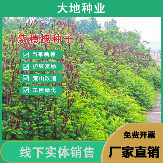 紫穗槐种子护坡工程灌木种子多年生棉槐穗花槐紫翠槐板条蜜源种籽
