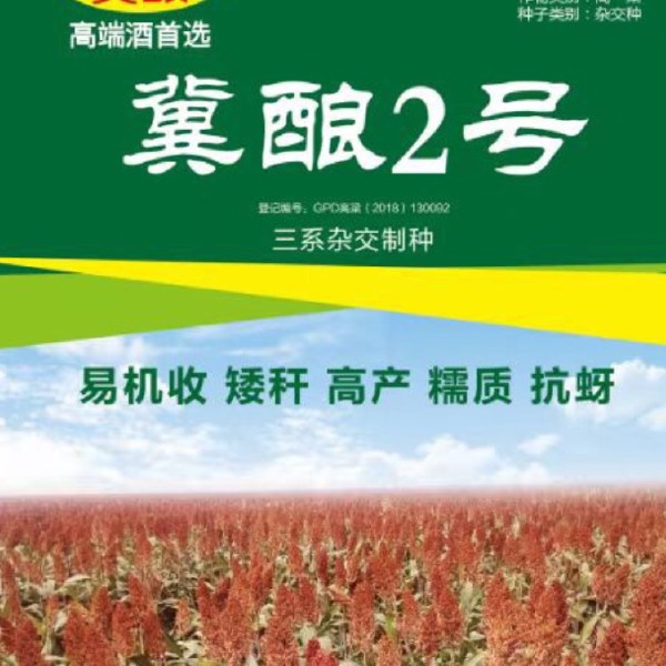 河北省农科院培育：冀酿2号高粱种子，食用酿酒两用高粱，产量高