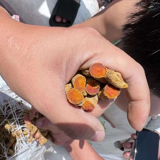 瑞丽市缅甸姜黄，姜黄素含量1.6左右