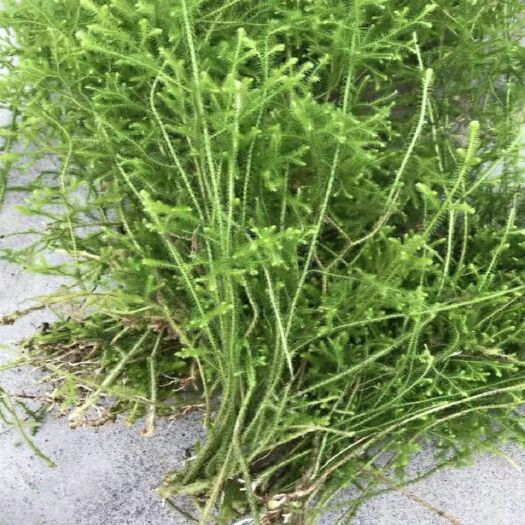 紫云县贵州高原伸筋草 石松 舒筋草 抽筋草 草药材新鲜现摘