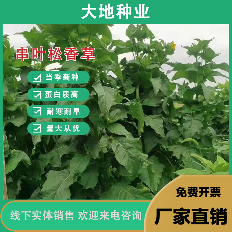 灌云县串叶松香草种子 种子串叶松香草种子种子牲畜食用松香草