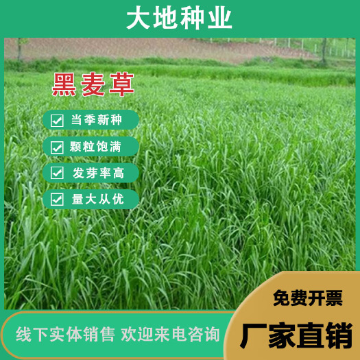 灌云县牧草种子，原厂包装黑麦草种子养牛羊鸡鸭鹅鱼牧草