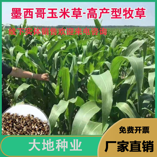 墨西哥玉米草种子牧草种子四季牧草种子牛羊猪鸡鸭鹅喜食牧批发