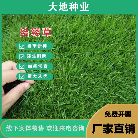 结缕草种子 日本结缕草 中华结缕草 细叶 优质草坪种子