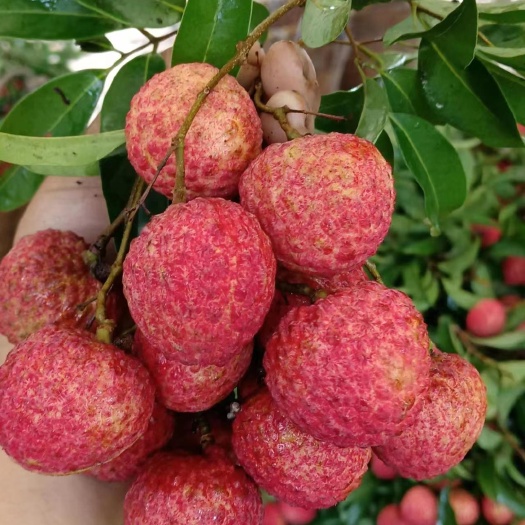 东莞市荔枝（糯米糍，桂味）